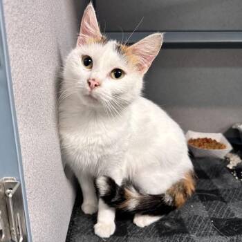Solensia -  Domestic Short Hair Cat for Adoption in Waterloo, Iowa - Solensia | PetCurious
