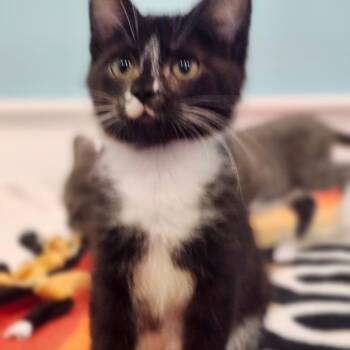 Boo -  Domestic Short Hair Cat for Adoption in Bel Air, Maryland - Boo | PetCurious