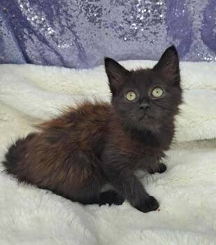 Rescue Domestic Medium Hair Cats for Adoption in Clarkesville, Georgia - Ivan | PetCurious