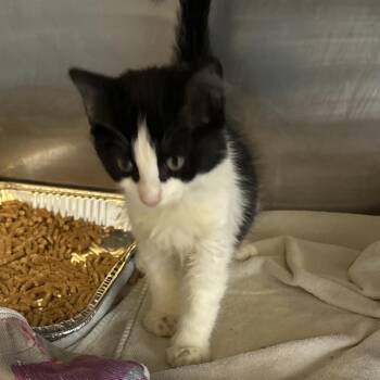 IVHS-Stray-139976 -  Domestic Short Hair Cat for Adoption in San Gabriel, California - IVHS-Stray-139976 | PetCurious