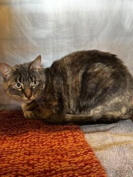 Hazel -  Domestic Short Hair Cat for Adoption in Roseville, California - Hazel | PetCurious