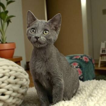 Rescue Russian Blue and Domestic Short Hair Cats for Adoption in Tustin, California - Nate | PetCurious