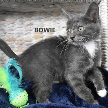 Bowie -  Domestic Short Hair Cat for Adoption in Yuma, Arizona - Bowie | PetCurious