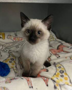 Belmont -  Siamese Cat for Adoption in Mcpherson, Kansas - Belmont | PetCurious