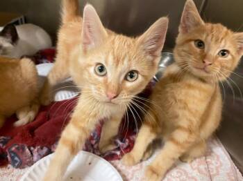 Rescue Domestic Short Hair Cats for Adoption in Fort Wayne, Indiana - FONZIE | PetCurious