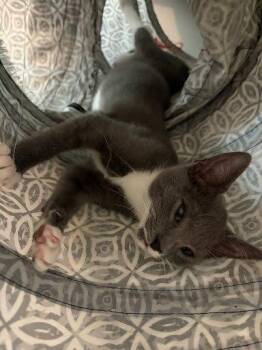 Mojave -  Domestic Short Hair Cat for Adoption in Raleigh, North Carolina - Mojave | PetCurious