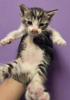 61606758 -  Domestic Short Hair Cat for Adoption in El Paso, Texas - 61606758 | PetCurious