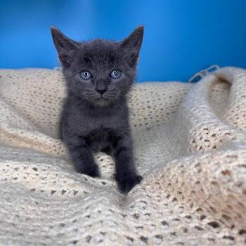 Domestic Short Hair and Russian Blue Cats Available for Adoption - Ellis | PetCurious