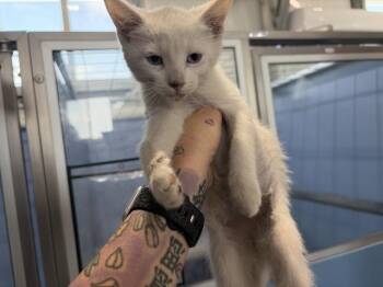 SERAPHINA -  Domestic Short Hair Cat for Adoption in San Bernardino, California - SERAPHINA | PetCurious