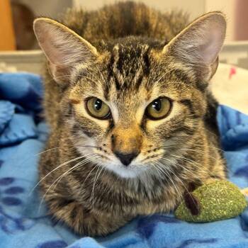XO -  Domestic Short Hair Cat for Adoption in Lake Jackson, Texas - XO | PetCurious