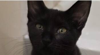 Rescue Domestic Short Hair Cats for Adoption in Houston, Texas - Ruth | PetCurious