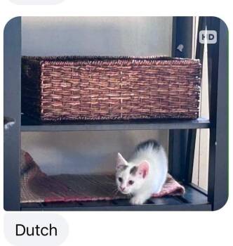 Domestic Short Hair Cats Available for Adoption in Mustang, Oklahoma - Dutch | PetCurious