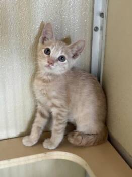 Uhu -  Domestic Short Hair Cat for Adoption in Honolulu, Hawaii - Uhu | PetCurious