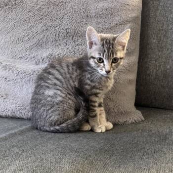 Baby Beaver -  Domestic Short Hair Cat for Adoption in Spokane, Washington - Baby Beaver | PetCurious