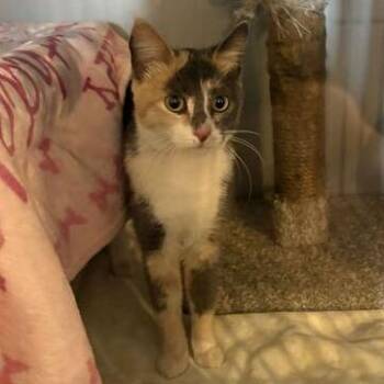 Music -  Domestic Short Hair Cat for Adoption in Driggs, Idaho - Music | PetCurious