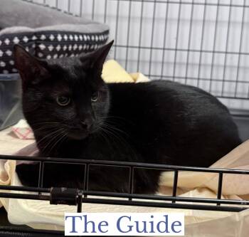 Domestic Short Hair Cats Available for Adoption - The Guide | PetCurious