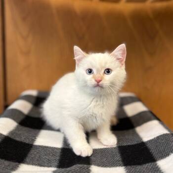 Rescue Domestic Medium Hair Cats for Adoption in Fargo, North Dakota - Lemonhead--In Foster***ADOPTION PENDING*** | PetCurious