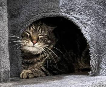 Domestic Short Hair Cats Available for Adoption - Jake | PetCurious