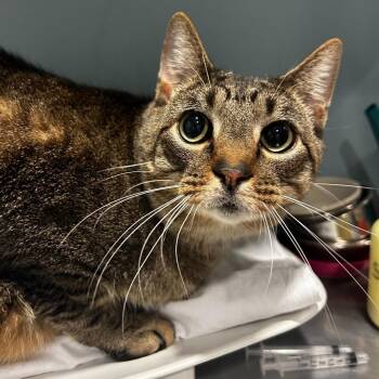 Ying Yang -  Domestic Short Hair Cat for Adoption - Ying Yang | PetCurious