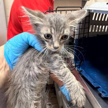 Dolan -  Domestic Long Hair Cat for Adoption in Birmingham, Alabama - Dolan | PetCurious