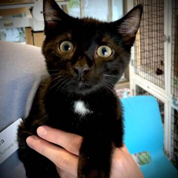 Fulcrum -  Domestic Short Hair Cat for Adoption in Chicago, Illinois - Fulcrum | PetCurious