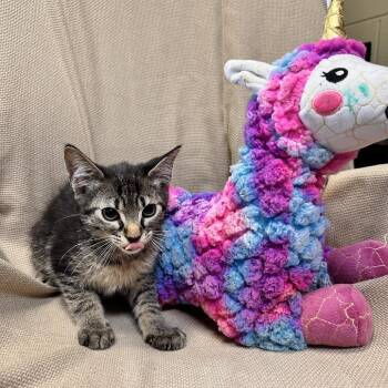 Domestic Short Hair Cats Available for Adoption in Columbus, North Carolina - Phantom | PetCurious