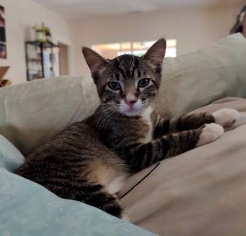 Miss Tuesday -  Domestic Short Hair Cat for Adoption in Cypress, California - Miss Tuesday | PetCurious