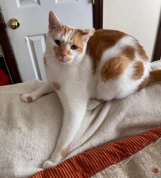 Rescue American Shorthair Cats for Adoption - Taco ( Sweet & Gentle ) | PetCurious