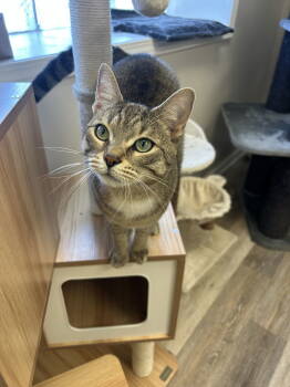 Rescue Domestic Medium Hair Cats for Adoption in Columbus, Ohio - Lynx | PetCurious