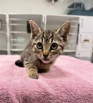 MIMI -  Domestic Short Hair Cat for Adoption in Camarillo, California - MIMI | PetCurious