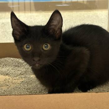 Celine -  Domestic Short Hair Cat for Adoption in Cheyenne, Wyoming - Celine | PetCurious
