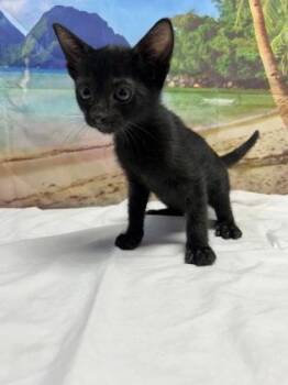 Cyclops -  Domestic Short Hair Cat for Adoption in San Antonio, Texas - Cyclops | PetCurious
