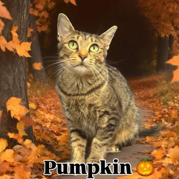 Rescue Domestic Short Hair Cats for Adoption in Central Islip, New York - Pumpkin Tag #1492 | PetCurious