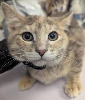 Domestic Short Hair Cats Available for Adoption in Ontario, California - NEBULA | PetCurious