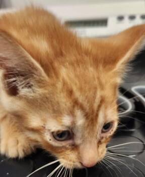 Frisbee -  Domestic Short Hair Cat for Adoption in Roseville, California - Frisbee | PetCurious