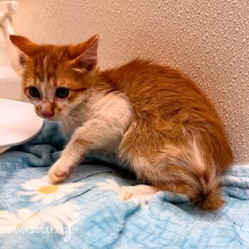 Marty -  Domestic Short Hair Cat for Adoption in Cheyenne, Wyoming - Marty | PetCurious