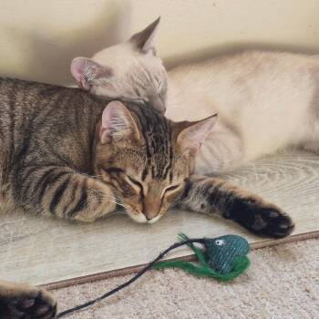 Domestic Short Hair Cats Available for Adoption in Fairfax, Virginia - Geordie | PetCurious