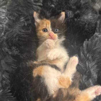 Poppyseed -  Domestic Short Hair Cat for Adoption in Houston, Texas - Poppyseed | PetCurious