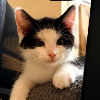 Bobo -  Domestic Short Hair Cat for Adoption in Potomac, Maryland - Bobo | PetCurious