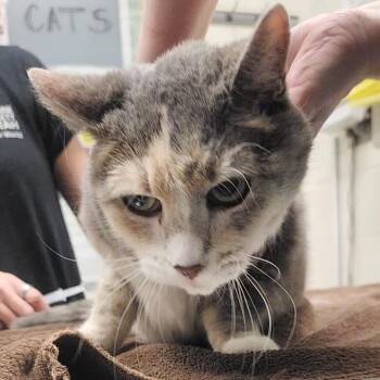 Mindy -  Domestic Short Hair Cat for Adoption in Murray, Utah - Mindy | PetCurious