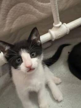 Chuck -  Domestic Short Hair Cat for Adoption - Chuck | PetCurious