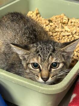 Cameron -  Domestic Short Hair Cat for Adoption in Gautier, Mississippi - Cameron | PetCurious