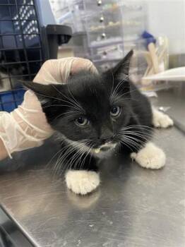 Wasp -  Domestic Short Hair Cat for Adoption in West Chester, Pennsylvania - Wasp | PetCurious