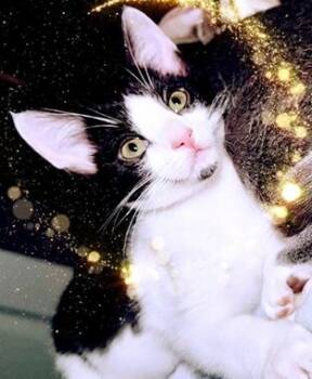 Bonsai J -  Domestic Medium Hair Cat for Adoption in North Highlands, California - Bonsai J | PetCurious