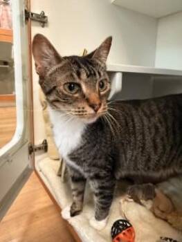 Thorne -  Domestic Short Hair Cat for Adoption in Savannah, Georgia - Thorne | PetCurious