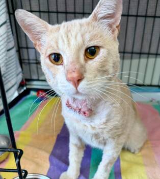 Sonny -  Domestic Short Hair Cat for Adoption - Sonny | PetCurious