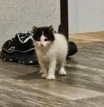 Dahlia -  Domestic Short Hair Cat for Adoption in The Woodlands, Texas - Dahlia | PetCurious