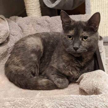 Hearts -  Domestic Short Hair Cat for Adoption in Tipp City, Ohio - Hearts | PetCurious