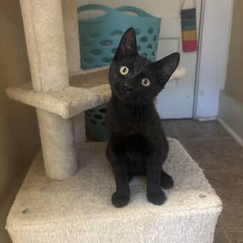 Forest -  Domestic Short Hair Cat for Adoption in Statesboro, Georgia - Forest | PetCurious
