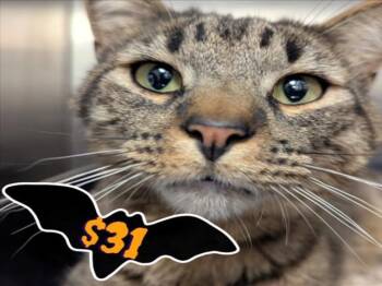 Rescue Domestic Short Hair Cats for Adoption in Santa Cruz, California - DAVIS* | PetCurious